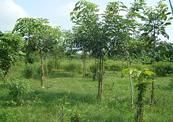 agroforestala